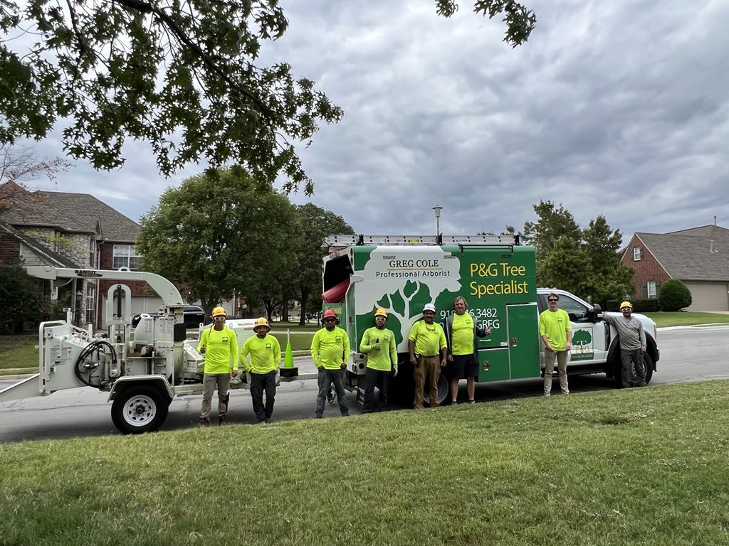 png tree Specialist - tree doctor