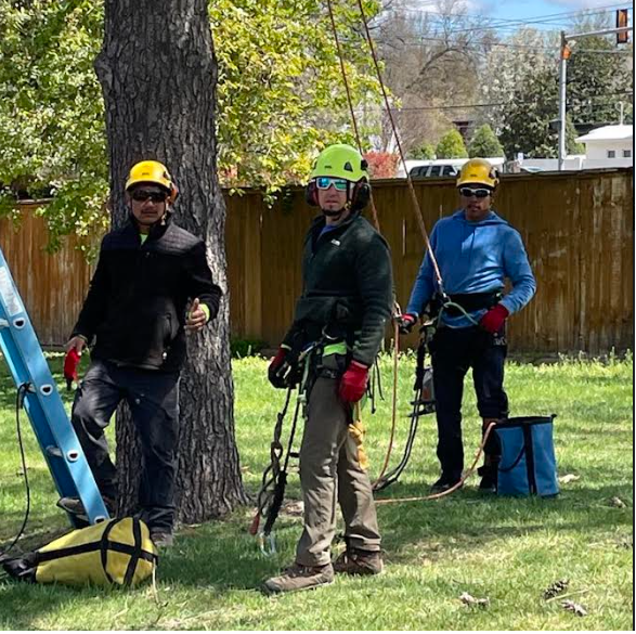 png tree specialist - stump grinder