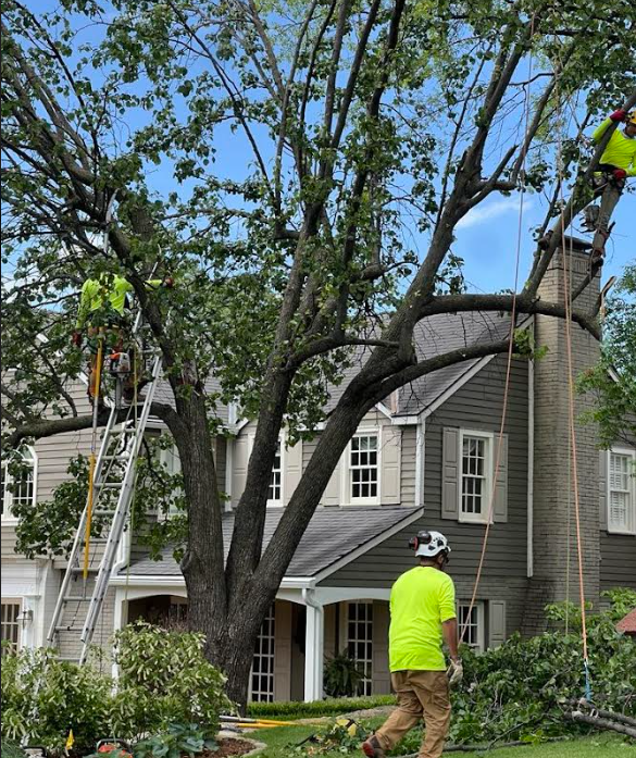 p&g tree specialist - stump grinding