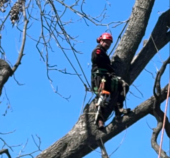 PNG Tulsa tress service - tree Trimmer